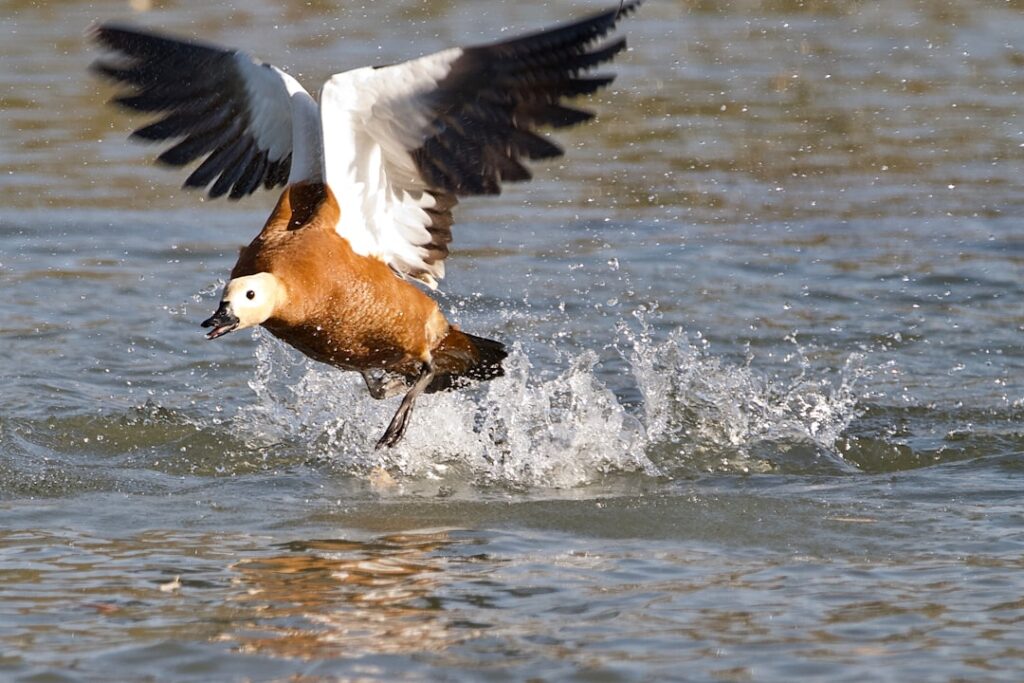 Photo Fiery bird